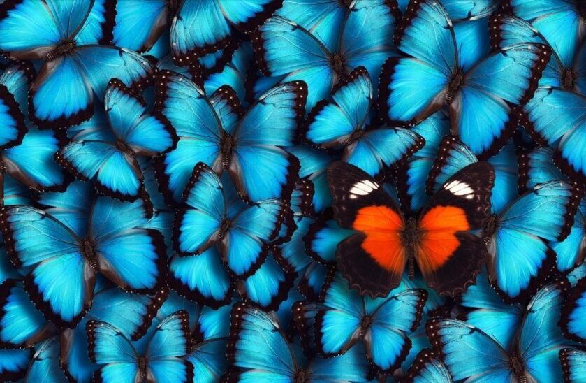 Large group of blue morpho butterflies (Morpho peleides) as a background with one orange butterfly in the foreground.