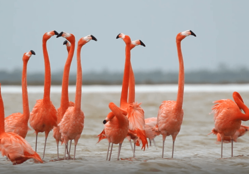 A group of pink flamingos, some of them with their heads up and some of them with their heads in the water.